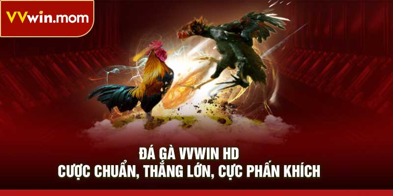 Đá gà VVWin HD – Cược chuẩn, thắng lớn, cực phấn khích